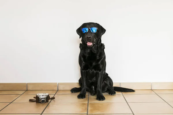 Young adult Black Labrador Retriever isolated on white backgroun — Stock Photo, Image