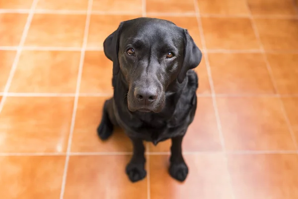 Portrait of a black labrador looking at the camera. View from ab — Stock Photo, Image