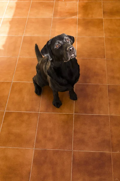 Portrait of a black labrador looking at the camera. View from ab — Stock Photo, Image