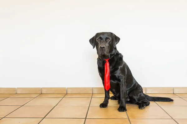 Portrait of a black labrador with red tie looking at the camera. — Stock Photo, Image