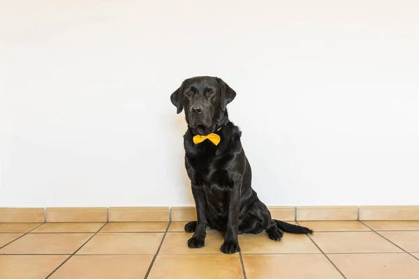 Potret labrador hitam dengan dasi kuning melihat c — Stok Foto