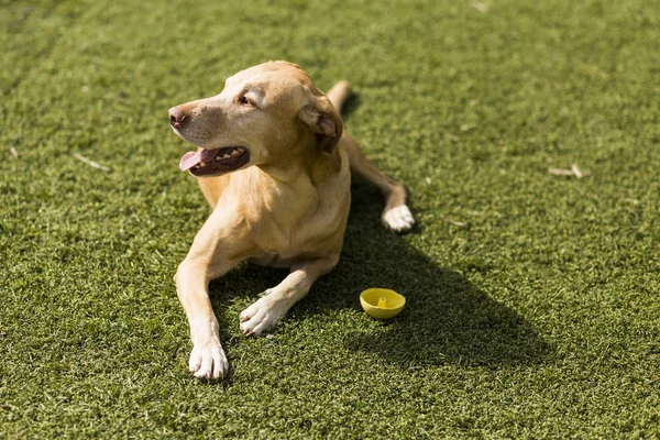 Anjing lucu berdiri di atas rumput. Latar belakang hijau . — Stok Foto