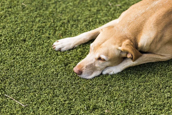 Anjing lucu berdiri di atas rumput. Latar belakang hijau . — Stok Foto