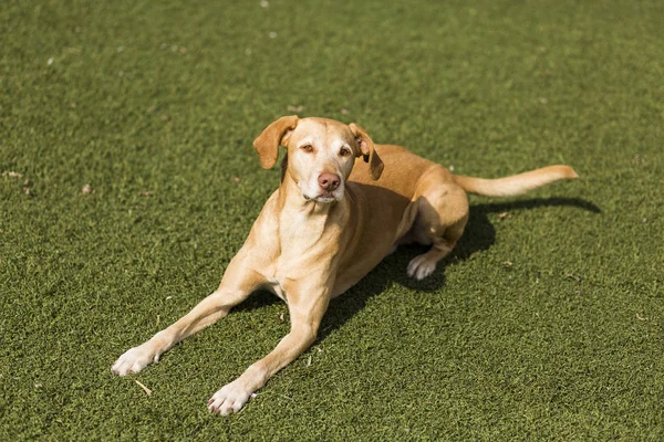 Anjing lucu berdiri di atas rumput. Latar belakang hijau . — Stok Foto