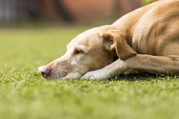 Mignon chien dormant sur de l'herbe verte. Détente et style de vie — Photo