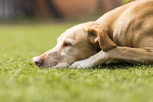 Yeşil çimenlerin üzerinde uyuyan sevimli köpek. Sakin ol ve yaşam tarzı