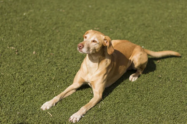 Anjing lucu bermain di rumput. Hewan peliharaan gaya hidup — Stok Foto