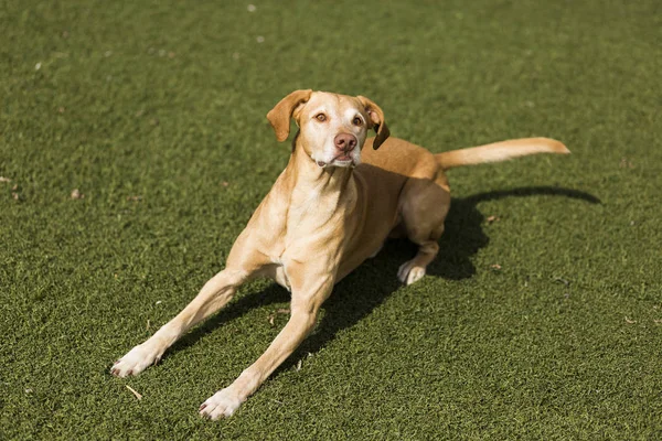 Anjing lucu bermain di rumput. Hewan peliharaan gaya hidup — Stok Foto