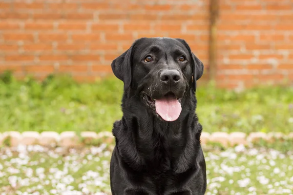 Onun dil ile mutlu güzel Siyah labrador üzerinden dışarı asılı — Stok fotoğraf