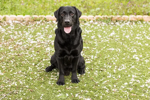 Feliz hermoso labrador negro con su lengua colgando sobre —  Fotos de Stock