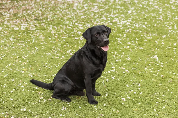 Happy krásný černý labrador s jeho jazykem flákáš nad — Stock fotografie