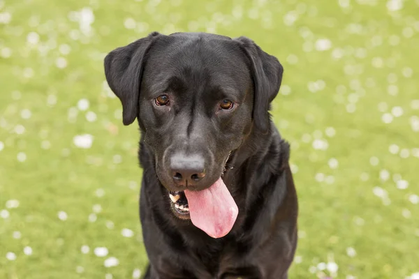 Happy krásný černý labrador s jeho jazykem flákáš nad — Stock fotografie