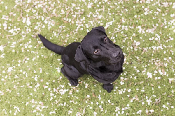 Onun dil ile mutlu güzel Siyah labrador üzerinden dışarı asılı — Stok fotoğraf