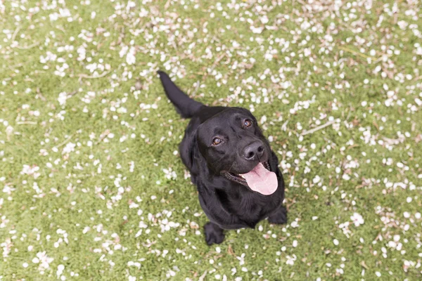 Happy beautiful black labrador with his tongue hang out over — Stok Foto