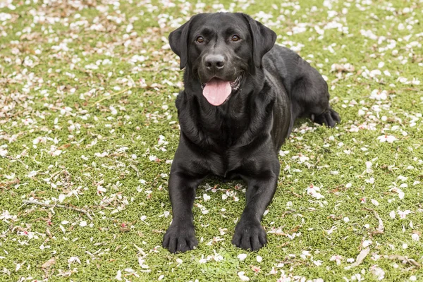 Feliz lindo labrador preto com a língua pendurada — Fotografia de Stock