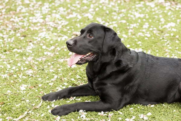 Happy beautiful black labrador with his tongue hang out over — Stok Foto