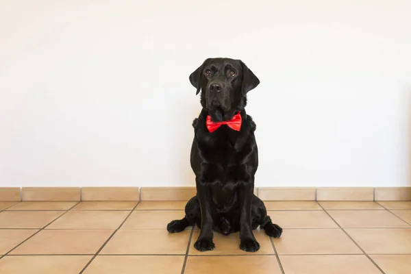Porträt eines schönen jungen schwarzen Labradors mit roter Schleife — Stockfoto