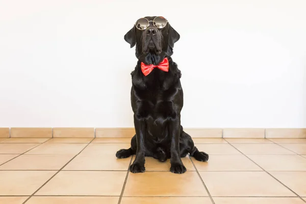 Potret labrador hitam muda yang indah mengenakan bowti merah — Stok Foto