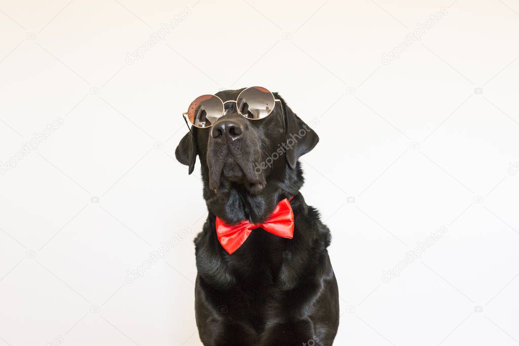 Portrait of a beautiful young black labrador wearing a red bowti