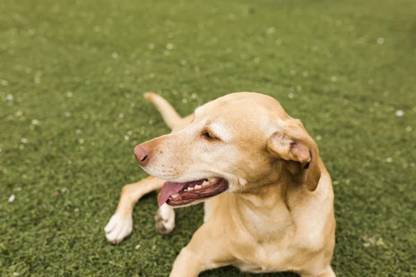 Anjing kuning lucu berdiri di rumput. Latar belakang hijau . — Stok Foto