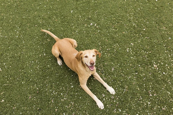 Anjing kuning lucu berdiri di rumput. Latar belakang hijau . — Stok Foto