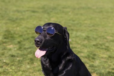 Onun dil ile mutlu güzel Siyah labrador üzerinden dışarı asılı 