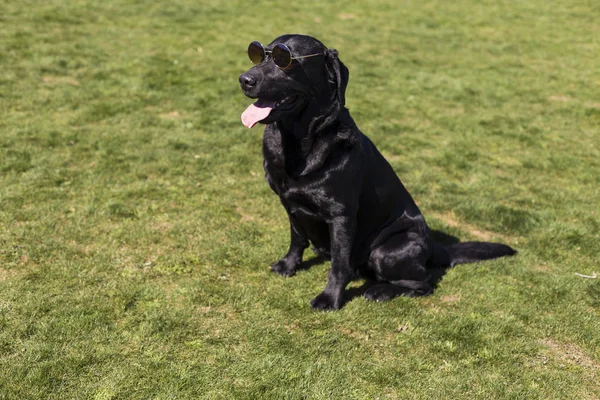 Happy krásný černý labrador s jeho jazykem flákáš nad — Stock fotografie