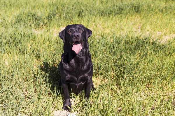 Happy beautiful black labrador over green background. Countrysid — Stok Foto