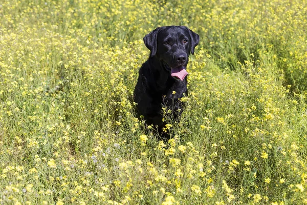 Happy beautiful black labrador over green and yellow background. — Stok Foto