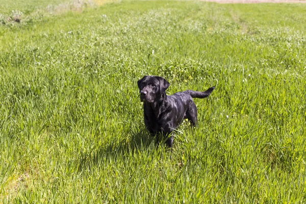 Happy beautiful black labrador over green background. Countrysid — Stok Foto