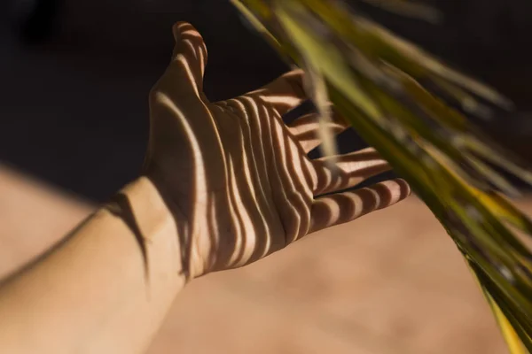 Sombra de palmera sobre la mano de una mujer. concepto abstracto — Foto de Stock