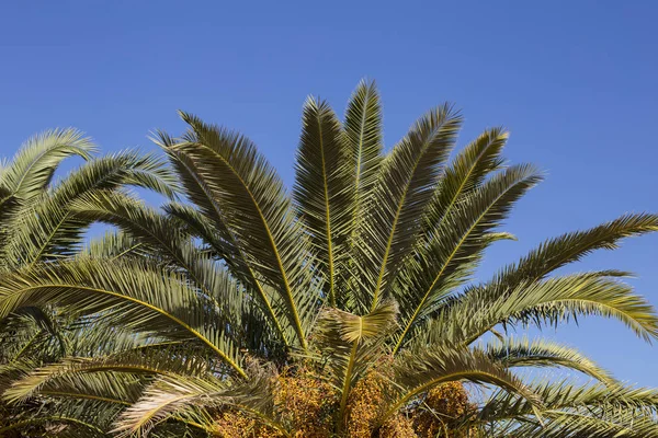 Hojas de palmera en el cielo azul. Copiar espacio — Foto de Stock
