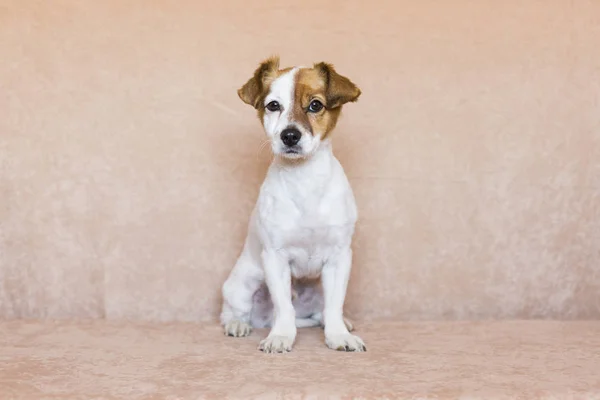 Anjing muda lucu dengan latar belakang coklat. Cinta untuk hewan c — Stok Foto