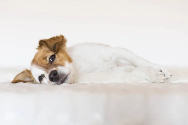 Cute young little dog lay down in bed and feeling relaxed. Love — Stock Photo, Image