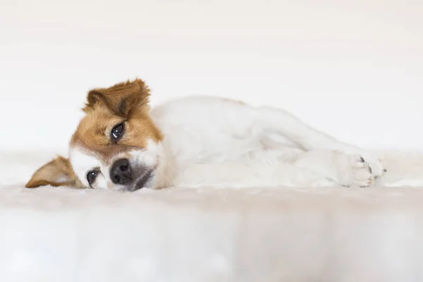 Anjing kecil yang lucu berbaring di tempat tidur dan merasa santai. Cinta — Stok Foto