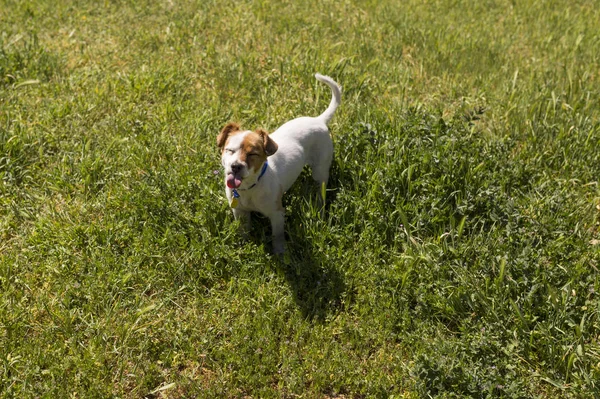 Lucu anjing muda bersenang-senang di taman luar dengan lidahnya keluar — Stok Foto
