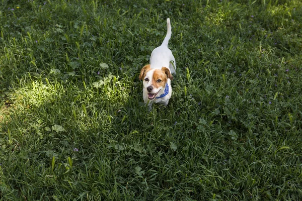 Милая молодая собака развлекается в парке на открытом воздухе. Весной. Зеленый — стоковое фото