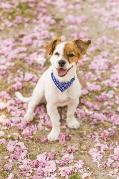 Anjing muda yang lucu bersenang-senang di taman luar. Musim semi. Pink — Stok Foto