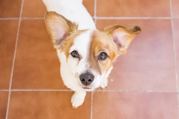 Close up portrait of a cute young dog looking at the camera. Bro — Stock Photo, Image