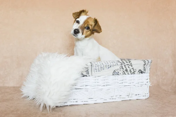 Bello carino giovane cagnolino seduto in una scatola di legno e guardare Fotografia Stock