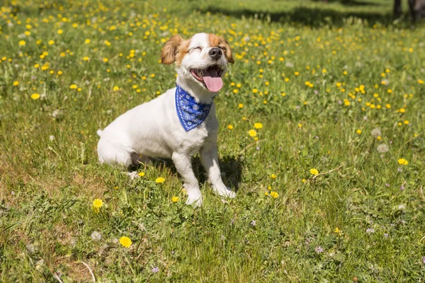 Carino giovane cane divertirsi in un parco all'aperto. E 'primavera. Verde Fotografia Stock