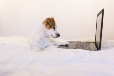dizüstü bilgisayarınızda evde çalışma sevimli genç küçük köpek. Yatak odası. Kapalı