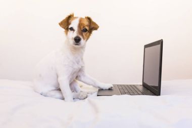 dizüstü bilgisayarınızda evde çalışma sevimli genç küçük köpek. Yatak odası. Kapalı