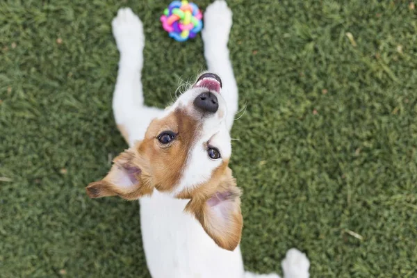 bir top onun oyuncakla oynamak ve bakarak sevimli genç küçük köpek