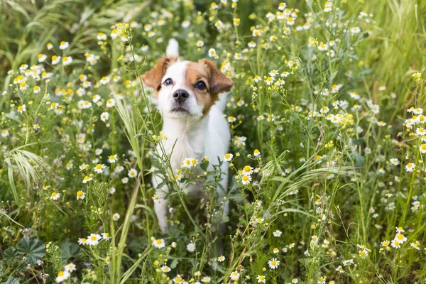 Anjing kecil lucu di antara bunga-bunga dan rumput hijau. Spring . — Stok Foto