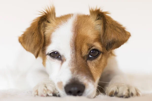 Close up portrait of a cute young small dog over white backgroun — Stock Photo, Image