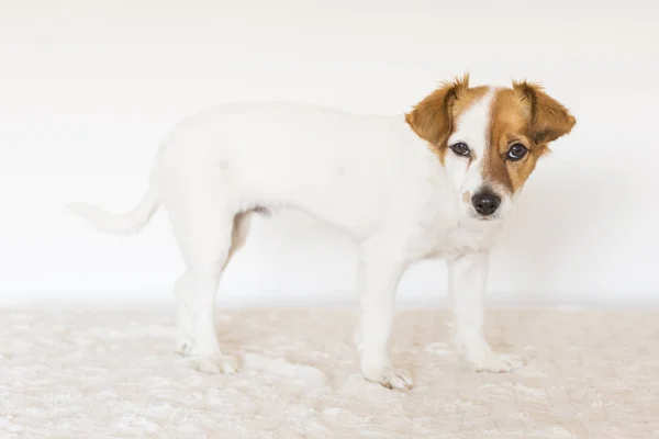 Portrait d'un jeune chien mignon regardant la caméra. animaux domestiques — Photo