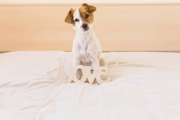 Potret dari anjing muda yang lucu wiht kata LOVE. backgroun putih — Stok Foto