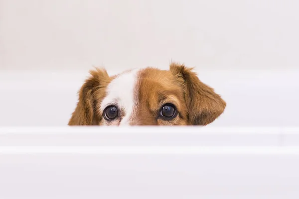 Bonito lindo pequeno cão pronto para ter um banho na banheira. Indoo. — Fotografia de Stock