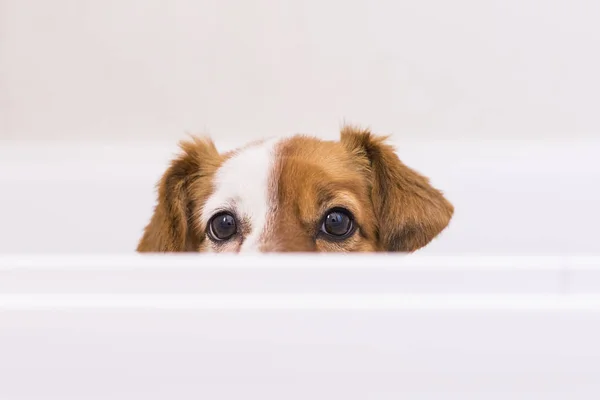 sevimli sevimli küçük köpek küvette banyo hazır. Indoo